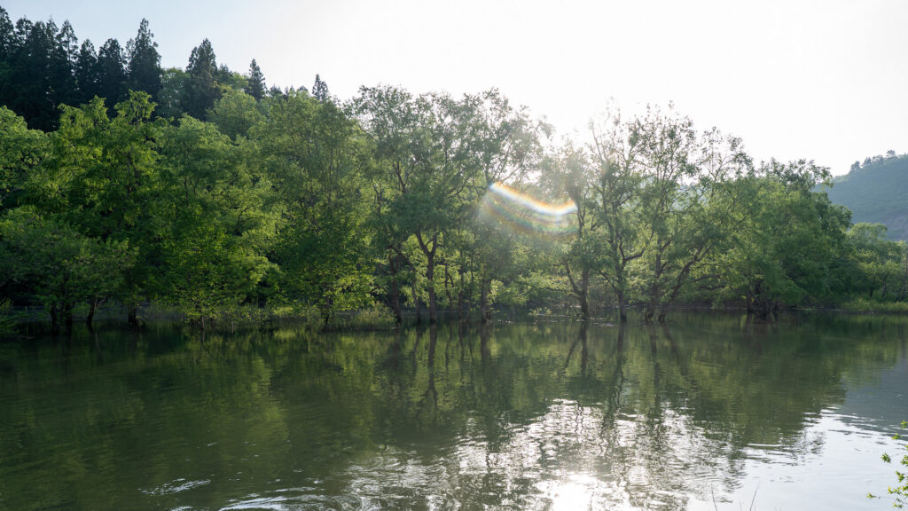 水没林の写真