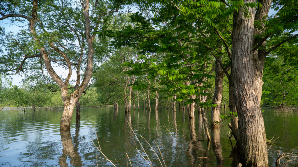 水没林の写真（夕景）