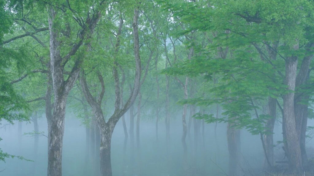 水没林（朝霧）の写真