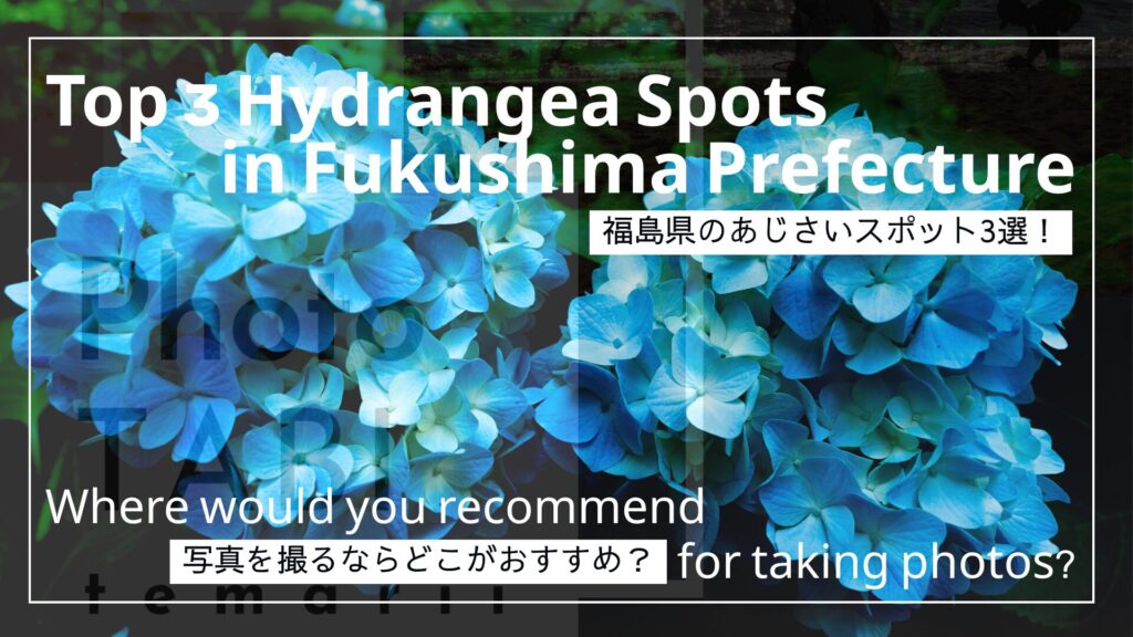 あじさいの写真