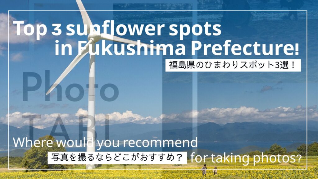 福島県のひまわりの写真