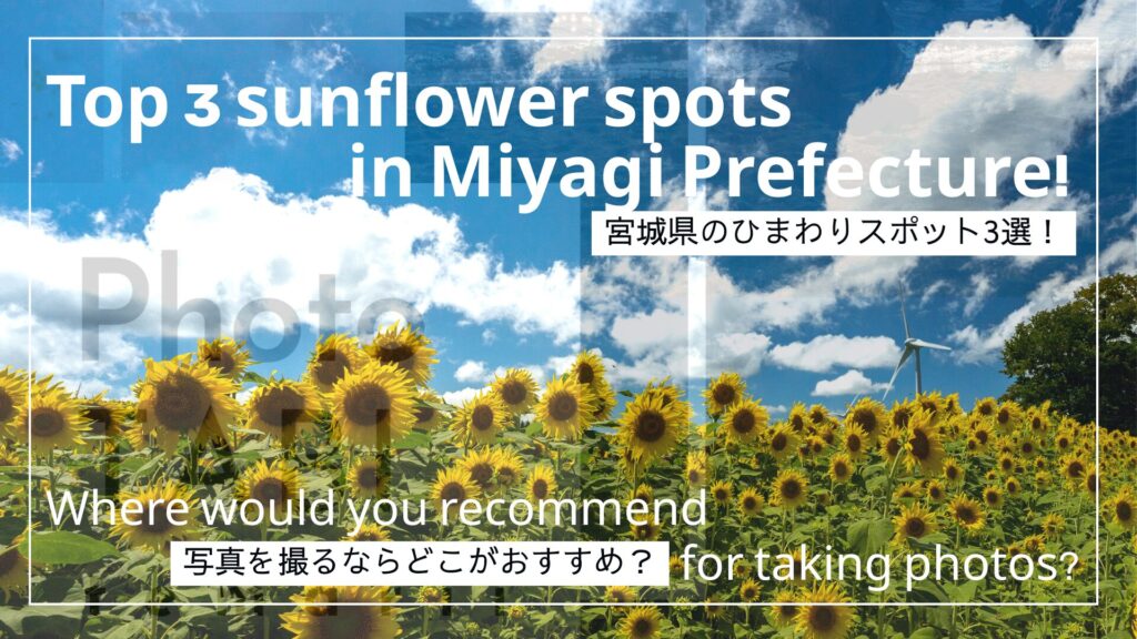 宮城県ひまわりの写真