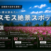 宮城県コスモススポット3選の写真