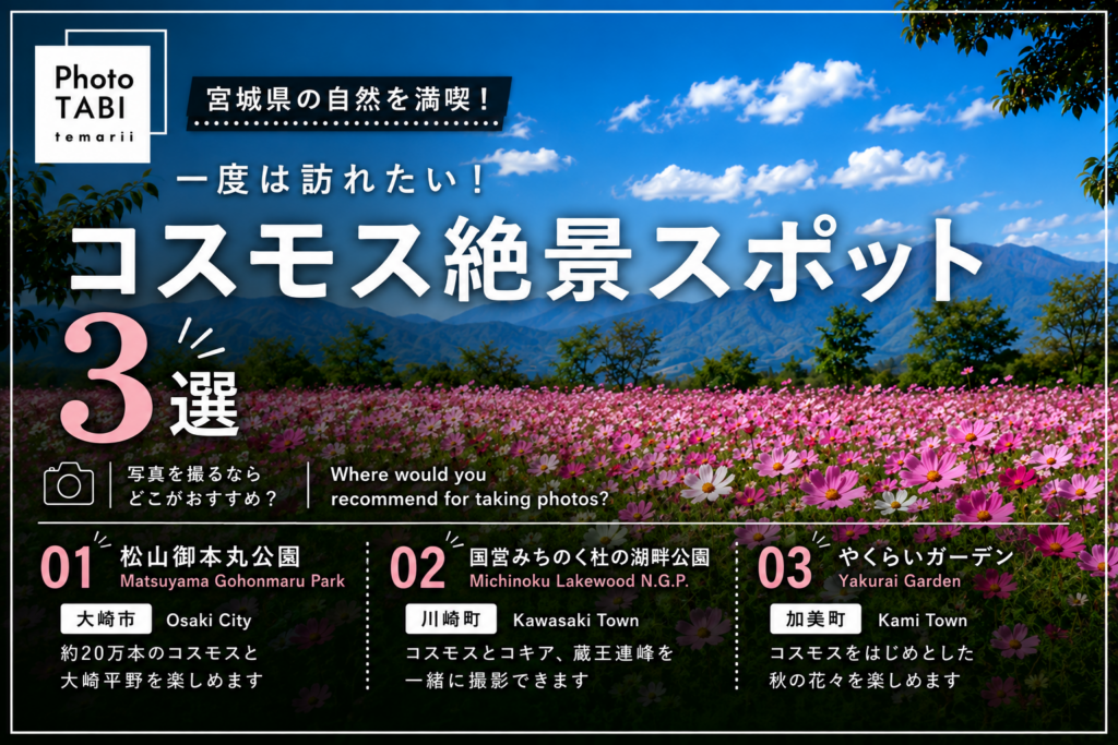 宮城県コスモススポット3選の写真
