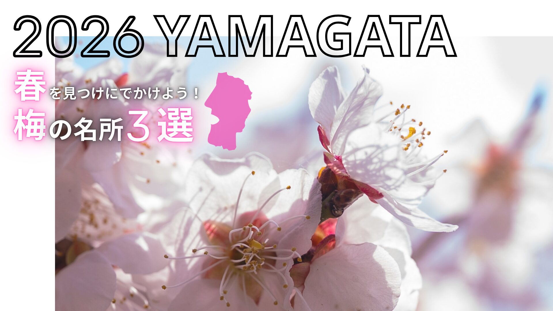 山形の梅の名所３選！アイキャッチ画像