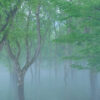水没林（朝霧）の写真