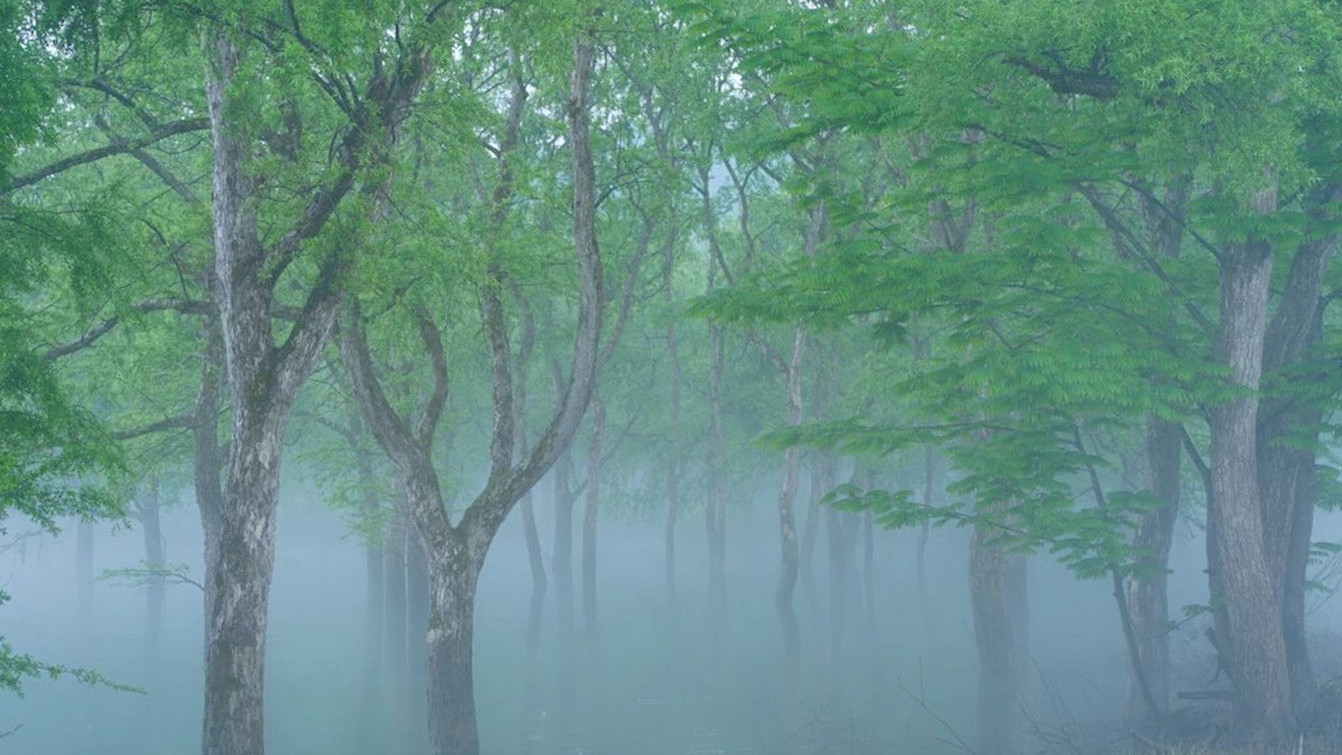 水没林（朝霧）の写真