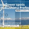福島県のひまわりの写真