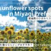 宮城県ひまわりの写真